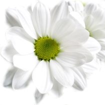 Chrysanthemum bush - by one